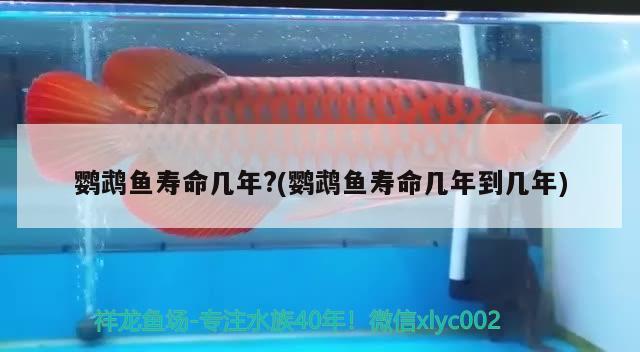 鸚鵡魚壽命幾年?(鸚鵡魚壽命幾年到幾年) 鸚鵡魚