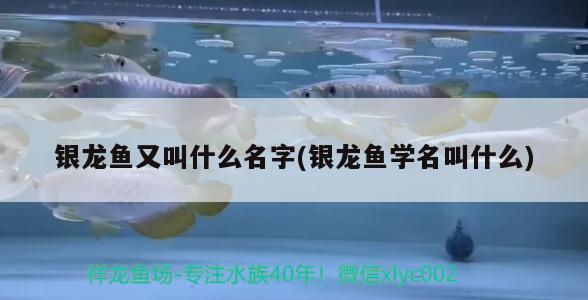 銀龍魚又叫什么名字(銀龍魚學(xué)名叫什么) 銀龍魚百科