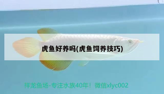 虎魚好養(yǎng)嗎(虎魚飼養(yǎng)技巧)