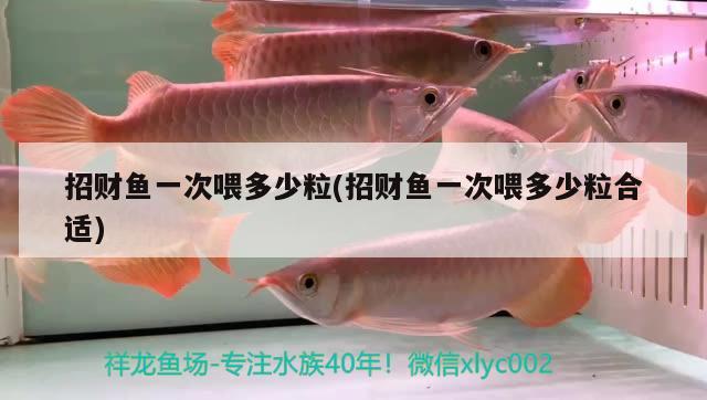 招財(cái)魚一次喂多少粒(招財(cái)魚一次喂多少粒合適) 觀賞魚