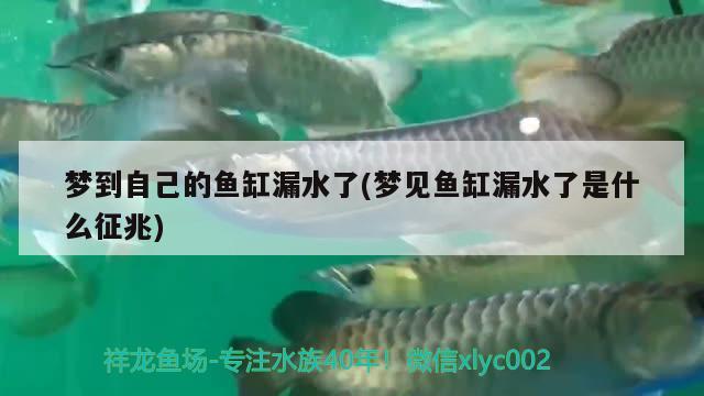 夢到自己的魚缸漏水了(夢見魚缸漏水了是什么征兆)