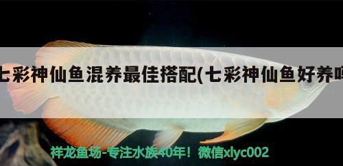 七彩神仙魚混養(yǎng)最佳搭配(七彩神仙魚好養(yǎng)嗎)