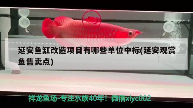 延安魚缸改造項目有哪些單位中標(biāo)(延安觀賞魚售賣點) 印尼虎苗