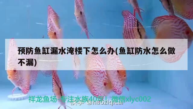 預(yù)防魚缸漏水淹樓下怎么辦(魚缸防水怎么做不漏) 殺菌消毒設(shè)備