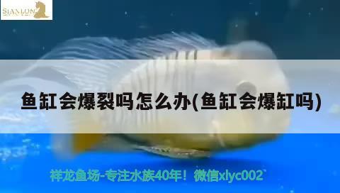 魚缸會爆裂嗎怎么辦(魚缸會爆缸嗎) 紅龍魚百科