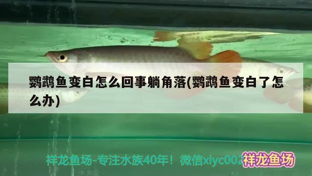 鸚鵡魚變白怎么回事躺角落(鸚鵡魚變白了怎么辦) 鸚鵡魚