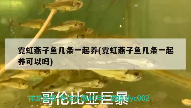 霓虹燕子魚幾條一起養(yǎng)(霓虹燕子魚幾條一起養(yǎng)可以嗎)