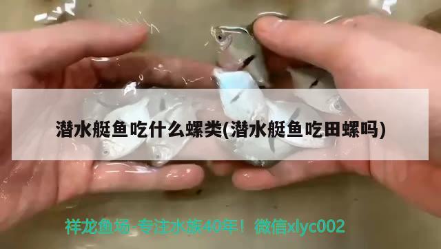 潛水艇魚吃什么螺類(潛水艇魚吃田螺嗎)