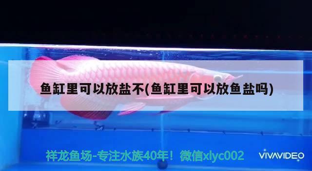 魚缸里可以放鹽不(魚缸里可以放魚鹽嗎) 養(yǎng)魚知識