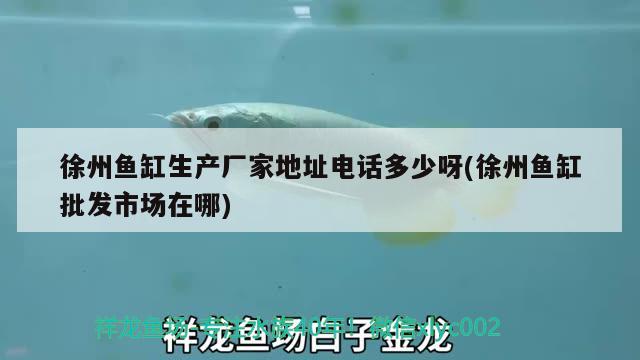 徐州魚缸生產(chǎn)廠家地址電話多少呀(徐州魚缸批發(fā)市場(chǎng)在哪) 成吉思汗鯊（球鯊）魚