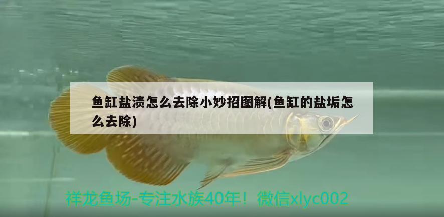 魚缸鹽漬怎么去除小妙招圖解(魚缸的鹽垢怎么去除) 龍鳳鯉魚