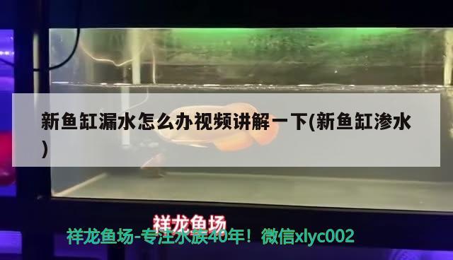 新魚缸漏水怎么辦視頻講解一下(新魚缸滲水) 黃金招財(cái)貓魚