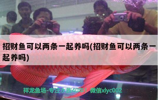 招財(cái)魚可以兩條一起養(yǎng)嗎(招財(cái)魚可以兩條一起養(yǎng)嗎)