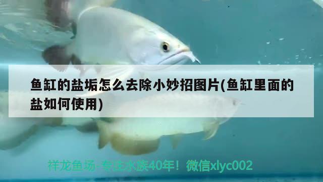 魚缸的鹽垢怎么去除小妙招圖片(魚缸里面的鹽如何使用)