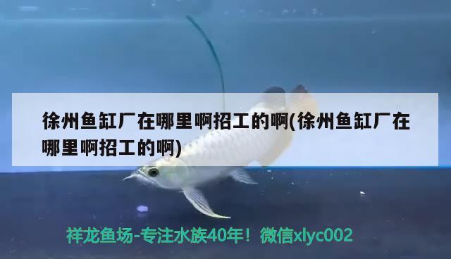 徐州魚缸廠在哪里啊招工的啊(徐州魚缸廠在哪里啊招工的啊) 魚缸清潔用具