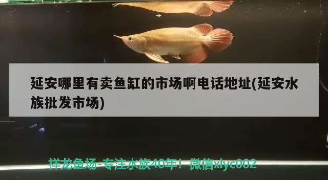 延安哪里有賣魚缸的市場啊電話地址(延安水族批發(fā)市場) 觀賞魚水族批發(fā)市場