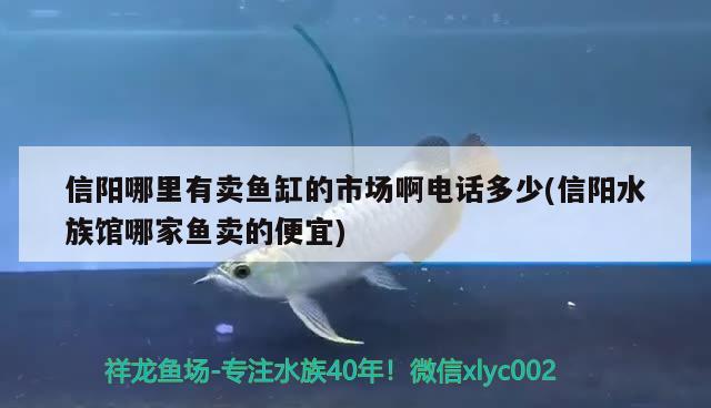 信陽哪里有賣魚缸的市場啊電話多少(信陽水族館哪家魚賣的便宜) 觀賞魚市場