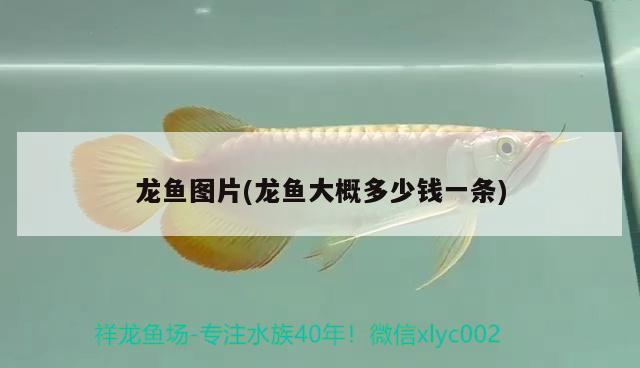 龍魚圖片(龍魚大概多少錢一條) 觀賞魚