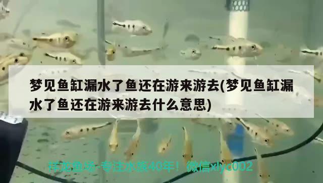 夢見魚缸漏水了魚還在游來游去(夢見魚缸漏水了魚還在游來游去什么意思) BD魟魚