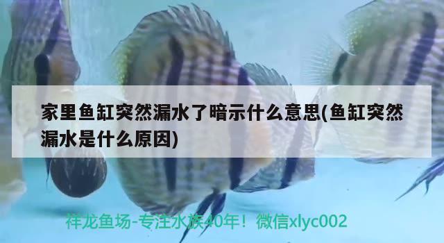 家里魚缸突然漏水了暗示什么意思(魚缸突然漏水是什么原因) 觀賞魚水族批發(fā)市場 第2張