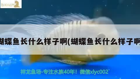 蝴蝶魚長(zhǎng)什么樣子啊(蝴蝶魚長(zhǎng)什么樣子啊) 蝴蝶鯉