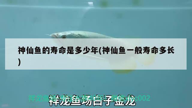 神仙魚(yú)的壽命是多少年(神仙魚(yú)一般壽命多長(zhǎng)) 觀賞魚(yú)