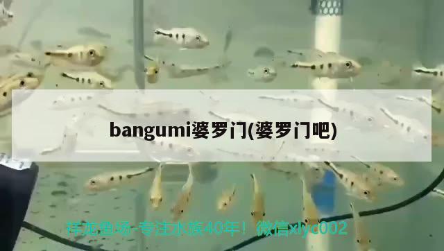 bangumi婆羅門(婆羅門吧) 觀賞魚