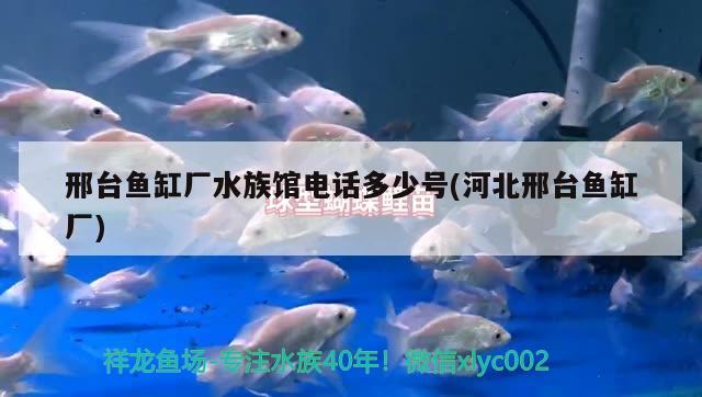 邢臺魚缸廠水族館電話多少號(河北邢臺魚缸廠) 養(yǎng)魚的好處