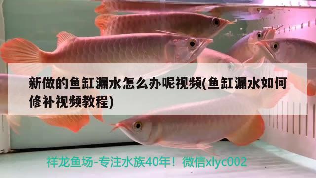 新做的魚缸漏水怎么辦呢視頻(魚缸漏水如何修補視頻教程) 水族用品