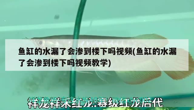 魚缸的水漏了會(huì)滲到樓下嗎視頻(魚缸的水漏了會(huì)滲到樓下嗎視頻教學(xué)) 蘇虎苗（蘇門答臘虎魚苗）