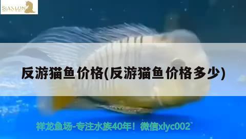 反游貓魚價格(反游貓魚價格多少)