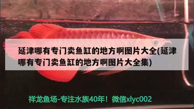 延津哪有專門賣魚缸的地方啊圖片大全(延津哪有專門賣魚缸的地方啊圖片大全集) 翡翠鳳凰魚