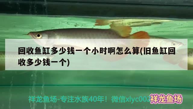 回收魚缸多少錢一個小時啊怎么算(舊魚缸回收多少錢一個)