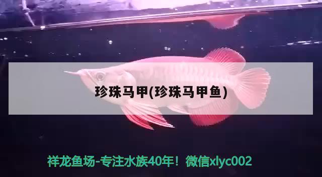 珍珠馬甲(珍珠馬甲魚) 觀賞魚