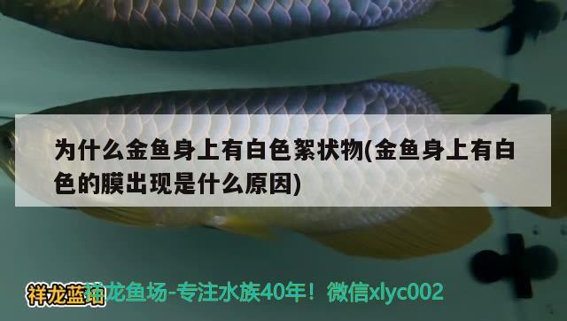 為什么金魚身上有白色絮狀物(金魚身上有白色的膜出現(xiàn)是什么原因)