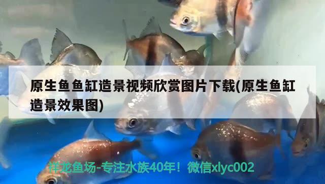 原生魚魚缸造景視頻欣賞圖片下載(原生魚缸造景效果圖)