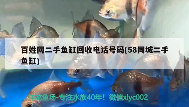 百姓網(wǎng)二手魚缸回收電話號碼(58同城二手魚缸) 祥龍魚場