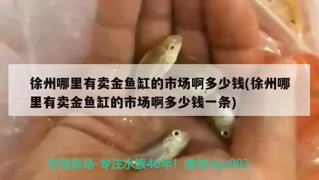 徐州哪里有賣金魚缸的市場啊多少錢(徐州哪里有賣金魚缸的市場啊多少錢一條) 魚缸凈水劑