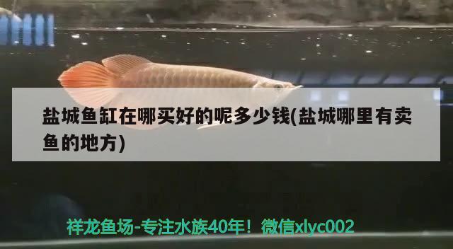 鹽城魚(yú)缸在哪買(mǎi)好的呢多少錢(qián)(鹽城哪里有賣(mài)魚(yú)的地方) 斑馬鴨嘴魚(yú)