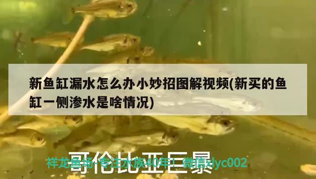 新魚缸漏水怎么辦小妙招圖解視頻(新買的魚缸一側(cè)滲水是啥情況)