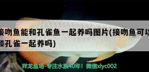 接吻魚能和孔雀魚一起養(yǎng)嗎圖片(接吻魚可以和孔雀一起養(yǎng)嗎)