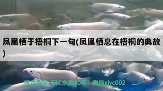 鳳凰棲于梧桐下一句(鳳凰棲息在梧桐的典故) 觀賞魚