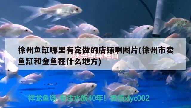 徐州魚缸哪里有定做的店鋪啊圖片(徐州市賣魚缸和金魚在什么地方)