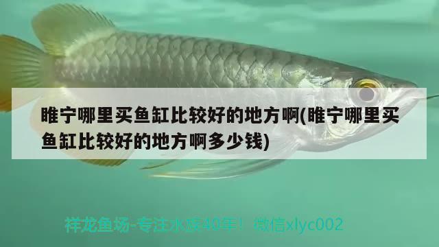 睢寧哪里買魚缸比較好的地方啊(睢寧哪里買魚缸比較好的地方啊多少錢) 過背金龍魚