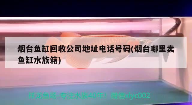 煙臺魚缸回收公司地址電話號碼(煙臺哪里賣魚缸水族箱)