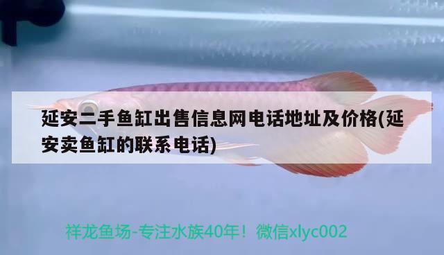 延安二手魚缸出售信息網(wǎng)電話地址及價格(延安賣魚缸的聯(lián)系電話) 廣州龍魚批發(fā)市場