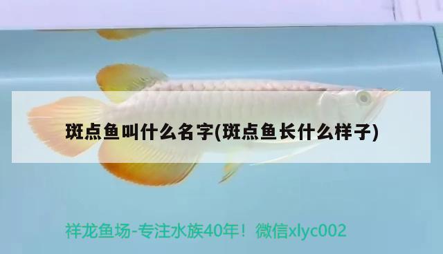 斑點(diǎn)魚(yú)叫什么名字(斑點(diǎn)魚(yú)長(zhǎng)什么樣子)