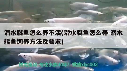 潛水艇魚(yú)怎么養(yǎng)不活(潛水艇魚(yú)怎么養(yǎng)潛水艇魚(yú)飼養(yǎng)方法及要求)