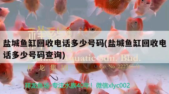 鹽城魚缸回收電話多少號碼(鹽城魚缸回收電話多少號碼查詢) 撒旦鴨嘴魚