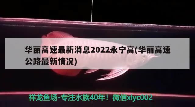 華麗高速最新消息2022永寧高(華麗高速公路最新情況) 觀賞魚